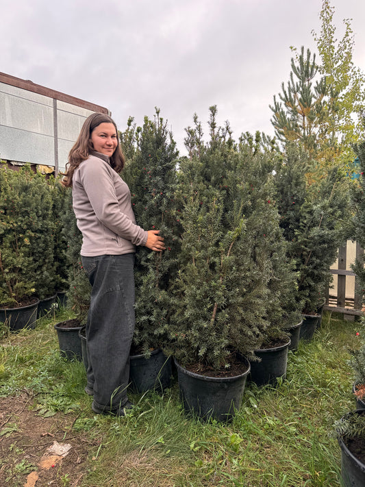 Tarpinis kukmedis (Taxus x media) 'Hicksii'