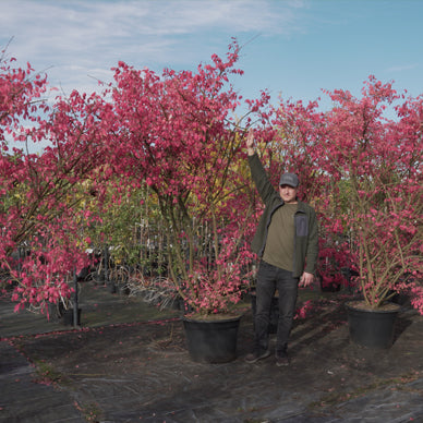 Sparnuotasis ožekšnis (Euonymus alatus)