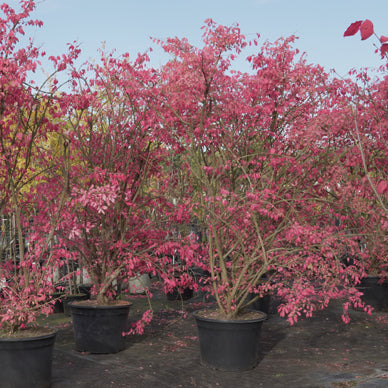 Sparnuotasis ožekšnis (Euonymus alatus)